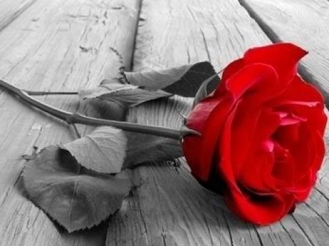 amoooon232's profile picture. 