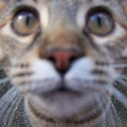 hrly's profile picture. I love little baby ducks, migrating coconuts, Vogon Poetry and Tribbles... (isn't that how Tom T. Hall sang it?)