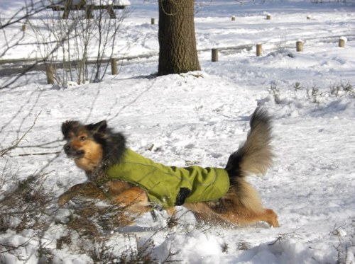 Twirmo's profile picture. Eigenaar MOMODOGS, hydrotherapiecentrum voor Honden. Achterhoek Trainer,hondengeleider Mantrailhond. 24/7 inzetbaar bij vermissingen.  http://t.co/fzMilzY0Ez