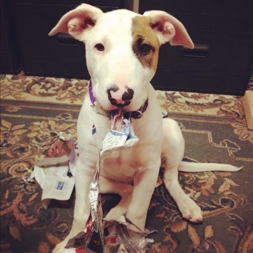 Dogs_w_attitude's profile picture. We feature dogs that have attitude around the world. Also follow us on INSTAGRAM: @dogswithattitude
FACEBOOK: @instadogswithattitude