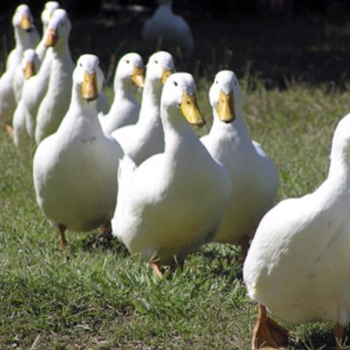 Land, air or sea. Ducks are masters of all!
