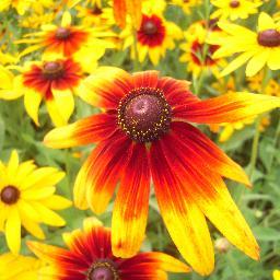 Love my family & children in general and wild flowers. Work with families in Head Start. If there ain't no beauty make some beauty.
