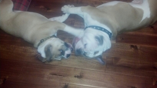 ccchambli's profile picture. 