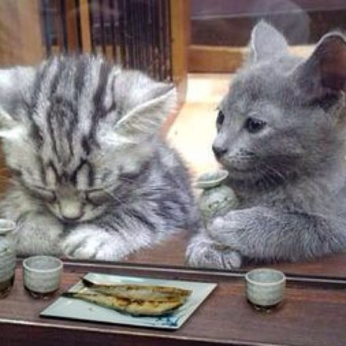 地獄蝶々 Lagranjes Twitter 地獄蝶々 Lagranjes Twitter