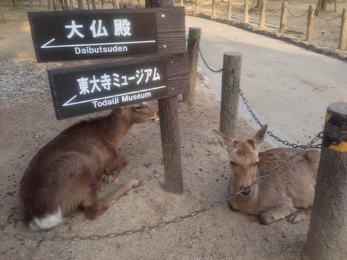 大阪生まれ、横浜在住。