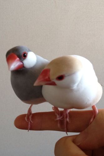 生まれたばかりのbotです。主に最近取り上げられた科学関係の雑学を3時間に一度呟きます。まだまだ数は少ないですが鋭意制作中です。他の雑学botで扱わないようなマイナーなネタを中心に取り上げていく予定です。中の人→@GanondorfHG