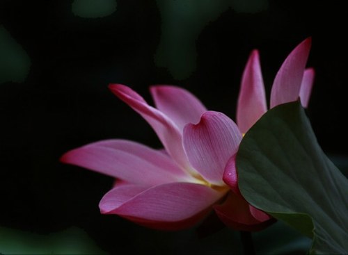 Being a leader is like being a lady,if you have to go around telling people you are one, you aren't. -M.T.