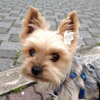 まるこ (@maruchamu1230) 's Twitter Profile