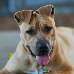 We are the volunteers of Berkeley Animal Care Services; helping the homeless animals in our East Bay communities find loving and caring homes.