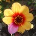Alice Ackroyd (@aliceackroyd) Twitter profile photo