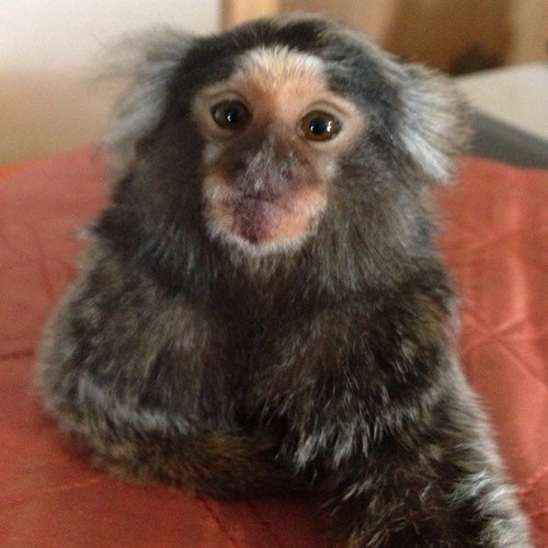 BAILEYADAMMOODY's profile picture. Im a teenager whos just tired of BS so  i choose twitter over facebook because i know that the people i follow wont tweet about hateful selfloathing BS!