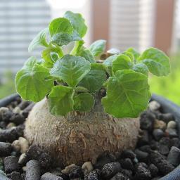 たぶん草好き