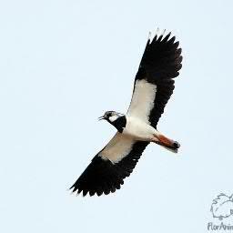 ptaha1's profile picture. Старий пердун твіттера , ніщєброд ,  читаю Джойса , пишу  Ellipsis  . Всьо .