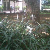 Saiful jamil (@saiful_jamil) 's Twitter Profile