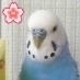 セキセイインコを愛する私。「みずたま」は25/3/15に11歳11ヶ月で、アイコンのプチは28/4/24に12歳10ヶ月で、「ラム」(ラムネ玉)は４歳直前で29/3/1に虹の橋へ。 25/4/26に「白玉」 27/7/25に「のりたま」29/5/4に「あめちゃん」(あめ玉)R2/10/11に「るり」を家族に迎えました！