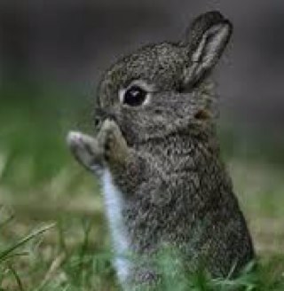 CuteAnimalPic_1's profile picture. Pictures of the cutest animals!