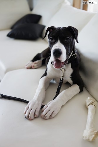 lostdog_bot's profile picture. 잃어버린 반려동물을 찾는 글, 반려동물의 새 주인을 찾는 글을 리트윗 해드려요.