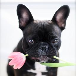 Sigeme en Facebook también ! http://t.co/ViFqff4OJk
Todos los consejos para conseguir una buena calidad de vida para tu frenchie.
