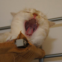 ゲームや愛猫（ベンガル&スコティッシュ＆ブリティッシュショートヘアー）、ドールのことなどを適当に。ドール写真注意。 他SNSリンク → https://t.co/N6MEt5H5Yz