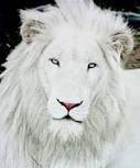 اسد