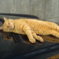 みけ (@miketokei) 's Twitter Profile