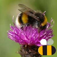 CEO Bumblebee Conservation Trust. Inspirer. Knowledge. Energiser.Veg gardener, conservationist, current affairs, BUMBLEBEES, views my own