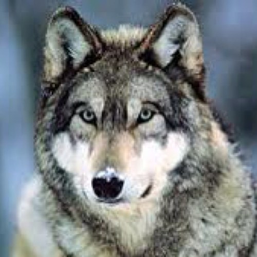 NOW this is the law of the jungle, as old and as true as the sky,
And the wolf that shall keep it may prosper, but the wolf that shall break it must die.