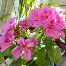 diljarius's profile picture. Цветы очень красивые и радуют глааз своей прелестью