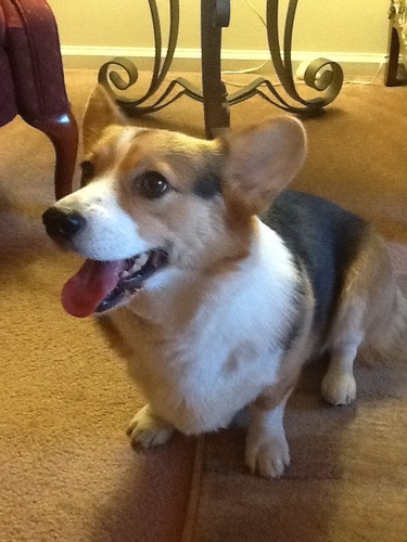 CelLuongo's profile picture. Realtor - serving Montco, Bucks and NE Philly