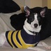 Bruiser Hackman (@bruiserhackman) Twitter profile photo
