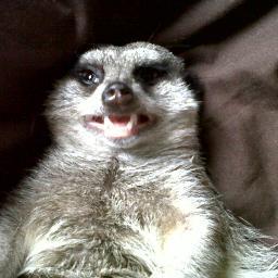 I am Bronson, a cute, friendly, loveable, inquisitive tame pet Meerkat who is becoming famous worldwide. Check me out on Youtube.