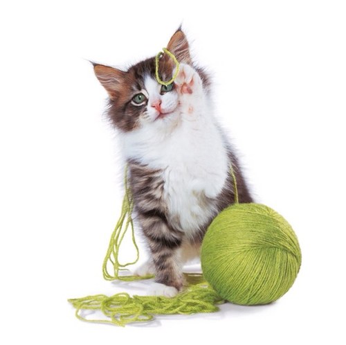 Meow play with me