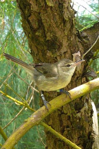 Long-term study of the cooperatively breeding Seychelles warbler @univgroningen @uniofeastanglia @sheffielduni @universityleeds Supported by @NatureSey