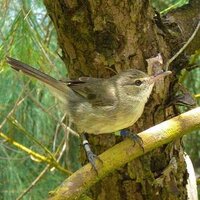 SeychellesWarbler (@seychelleswarb) 's Twitter Profile
