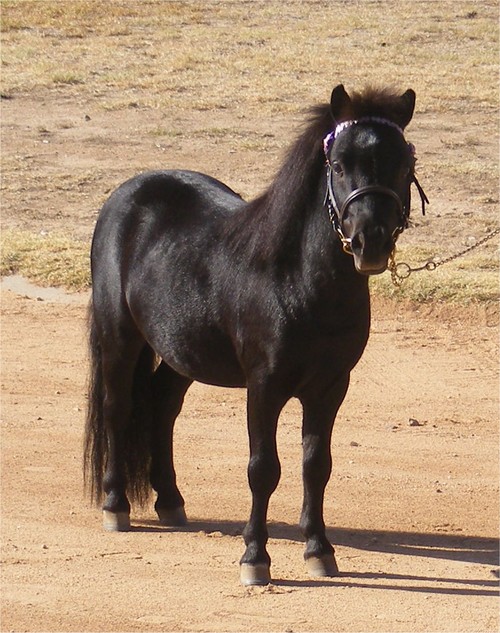 laelaniponies's profile picture. Breeding Australian Miniature Ponies