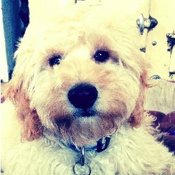 olliecocapoo's profile picture. I'm a gorgeous blond who loves running on the beach (just like Pamela Anderson). I currently have 2 humans... but willing to swap for a good toy