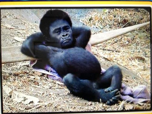 4649Dachi's profile picture. Twitterしようぜ(^O^)v　　好きなもんは、だちと音楽っすかね　　たからもんはやっぱだちっしょっ　　夜露死苦ヾ(＾v＾)k　　