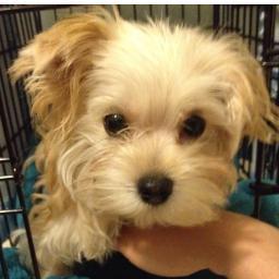 Milos_Closet's profile picture. I'm Milo. I'm a Morkie. I tweet about my life, my thoughts, and everything DOG RELATED! I will donate 15% of all proceeds to SPCA! http://t.co/KppVqugCJ0