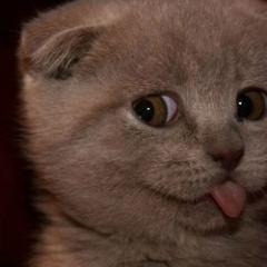 Forra_Anonima's profile picture. Convivo con padres salvajes. Fan de la siesta, los sábados y las vacaciones. Crucifico zorras en mi casa.