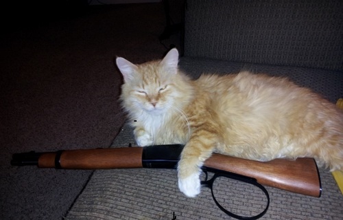 rossicat357's profile picture. I am a Christian with Conservative values. I want our government to abide by the law, the Constitution. Don't tread on me.