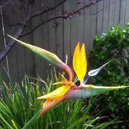 arusvanli's profile picture. 