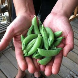 Custom Edible Landscapes created exclusively for Chicago area chefs, restaurants & bars. Farming on 1/4 acre @ Legends South (45th & Federal).