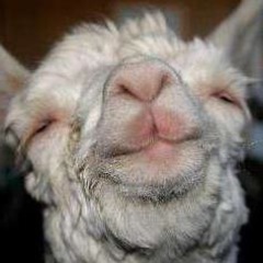 Creating a legacy of fabulous as only 'pacas can do...♛ ℗ ❥   giggle snicker snort