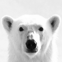 Polarbear (@polarbearapp) 's Twitter Profile