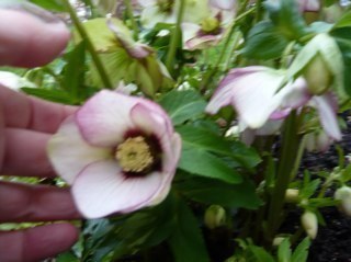 heathersplants's profile picture. Love working on my garden to create  a wildlife haven for bees and butterflies. 
Enjoy walking in nature and observing the changing seasons.