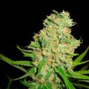 maria weed  - @weed_maria - Twitter