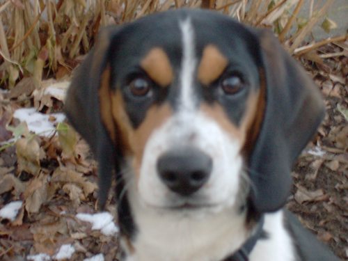 kaseythebeagle's profile picture. I am a beagle that loves the outdoors but I don't like water. My owner likes water(ugh)and takes me canoeing. She likes art, hiking, and teaching preschool.