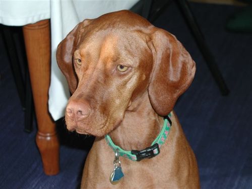 Say hi to Kira - our Vizsla!