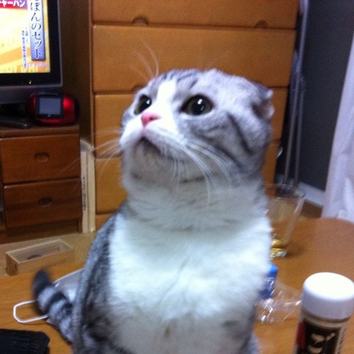 気まぐれヒゲ親父の飼育日記。ヘラクレス、サターン、タランドゥス、がメイン種で、symmetryとしてイベントへ参加してます。 その他のクワガタも飼育、ブリードしております。予約制で内覧販売もしております。お問い合わせはこちらまで→@agito_junya