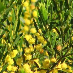 Amongst_Acacias's profile picture. The curious thing about common sense is that it is not very common. We tweet about the uncommonly rare and the plain obvious. You decide what is what.